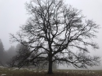 Hohe Rhön