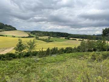 Blick vom GLB "Heinebrink" Richtung Grünes Band