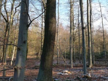 Wald