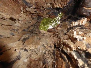 Baumhöhle