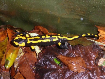 Feuersalamander